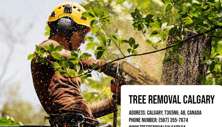 Important recommendations for customers of tree care professionals

